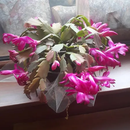 מלון за гости - семейна ивел בנסקו