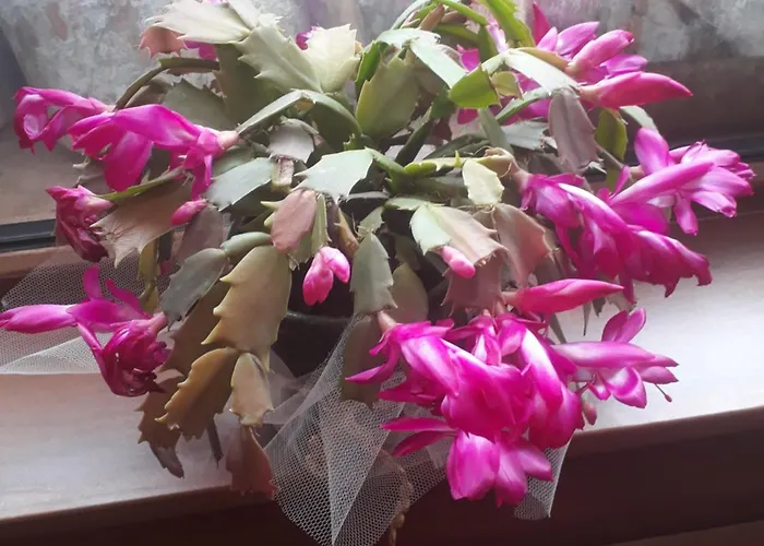 Отель за гости - семейна ивел Банско